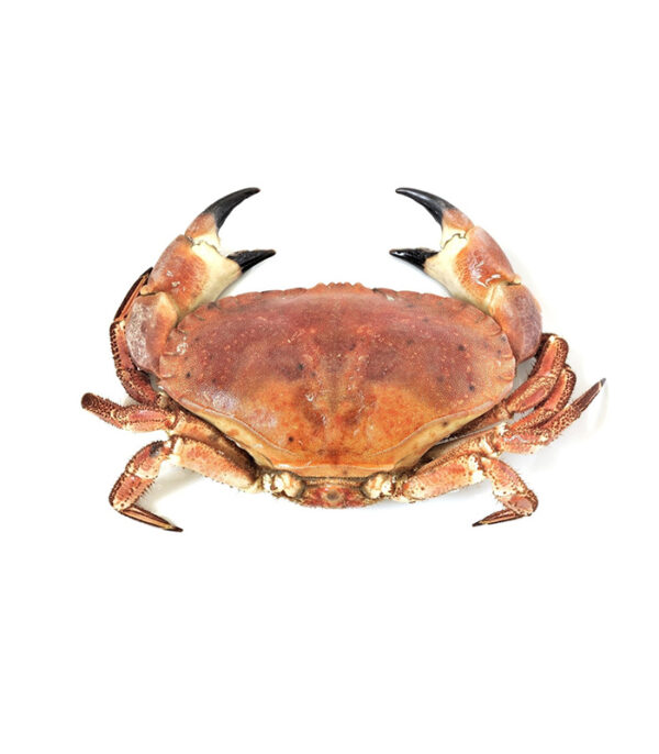 Cornish Crab (Whole) – Bild 1